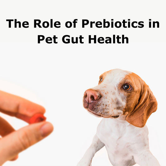 The Role of Prebiotics in Pet Gut Health: What You Need To Know