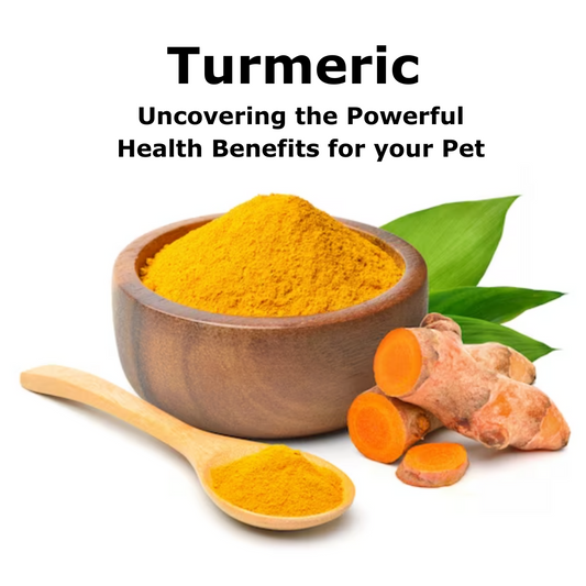 Turmeric Unveiled: Boosting Your Pet's Health Naturally!