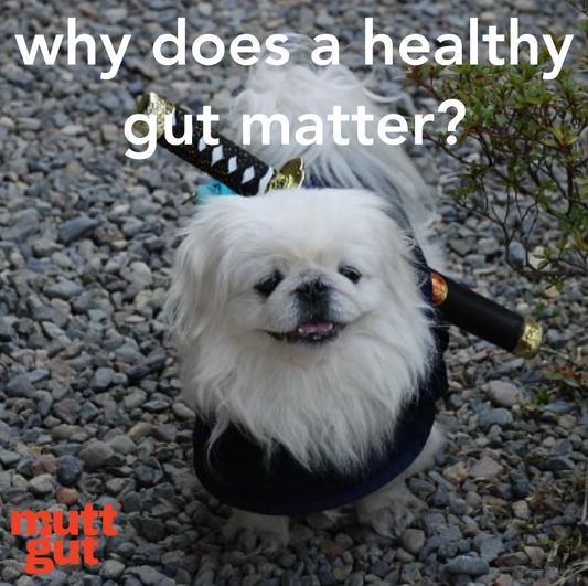 Boosting Your Dog's Health: A Deep Dive into Gut Health for Dogs