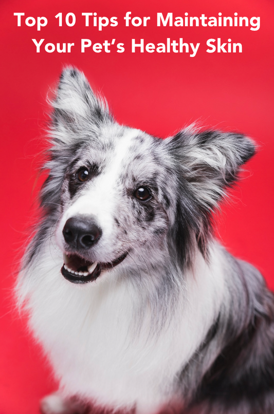 Top 10 Tips for Maintaining Your Pet’s Healthy Skin