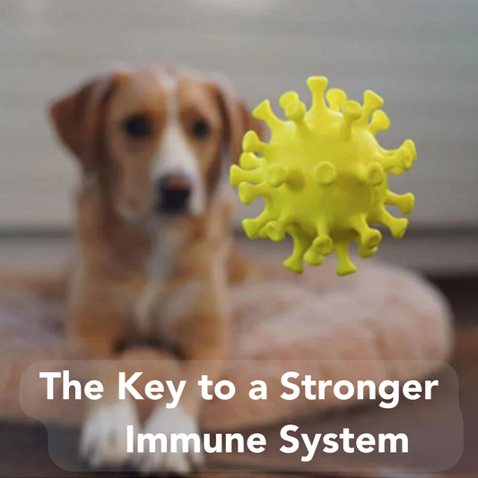 Unleashing the Power of Gut Health: The Key to a Stronger Immune System in Dogs