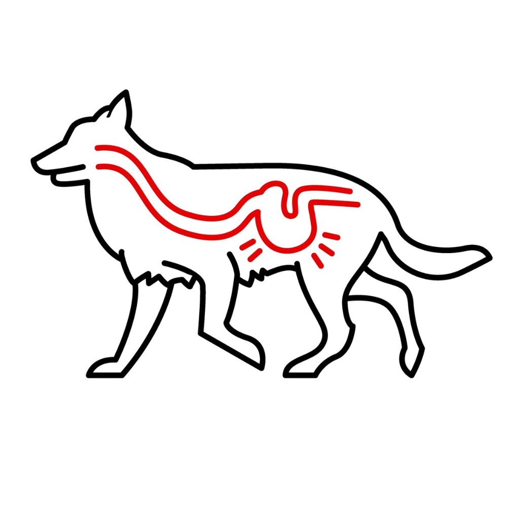 Improving Your Dog's Digestive Health: Practical Tips for a Healthy Gut