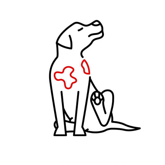 What causes Yeast Infections in dogs?