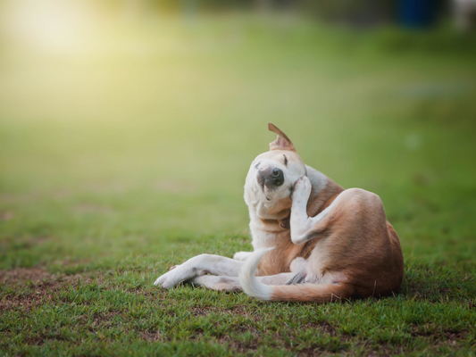 dog scratching from allergies