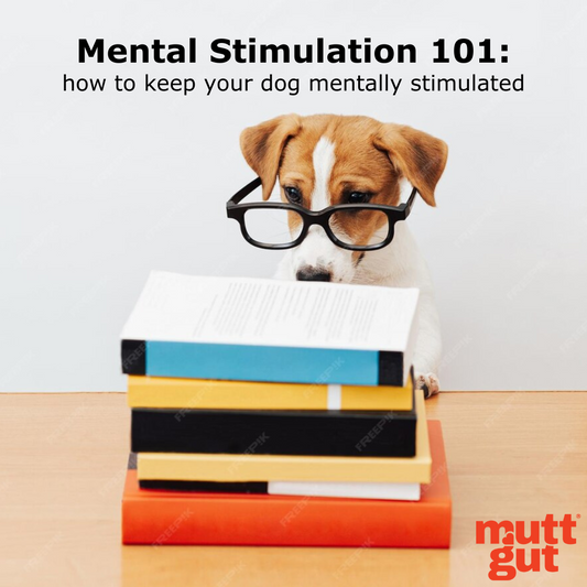 A Comprehensive Guide to Dog Mental Stimulation