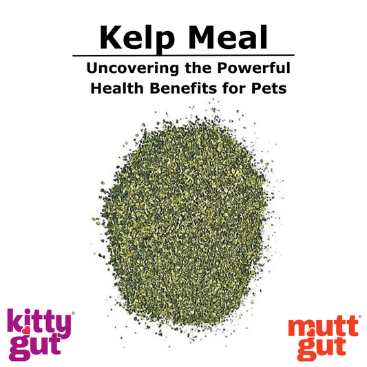 Unlocking the Ocean's Bounty: The Crucial Role of Kelp Meal in Pet Health