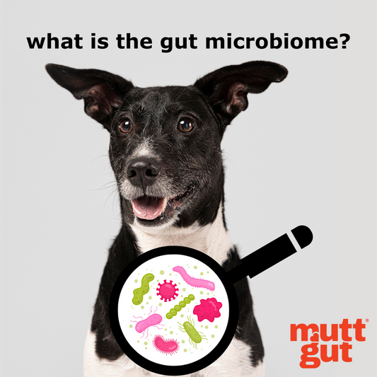 Exploring the Dog Gut Microbiome: A Guide to Understanding Digestive Health in Your Dog