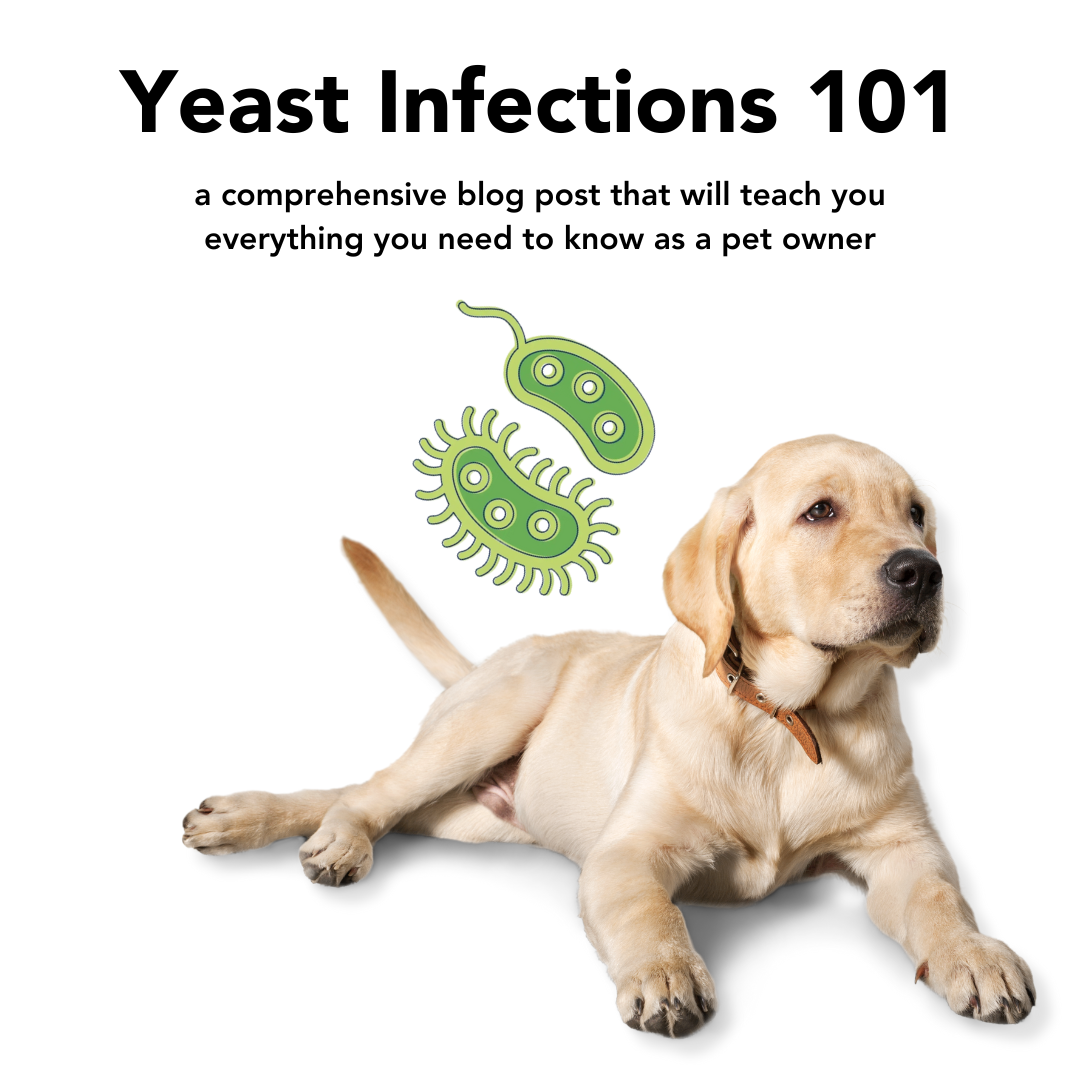 Understanding and Preventing Yeast Infections in Dogs