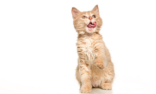 Gut-Brain Connection in Cats