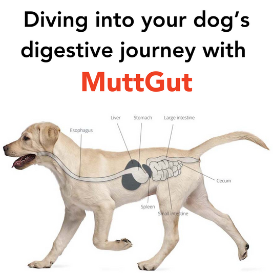 How MuttGut Supports Your Dog’s Digestive Health - Diving into your Dog’s Digestive Tract