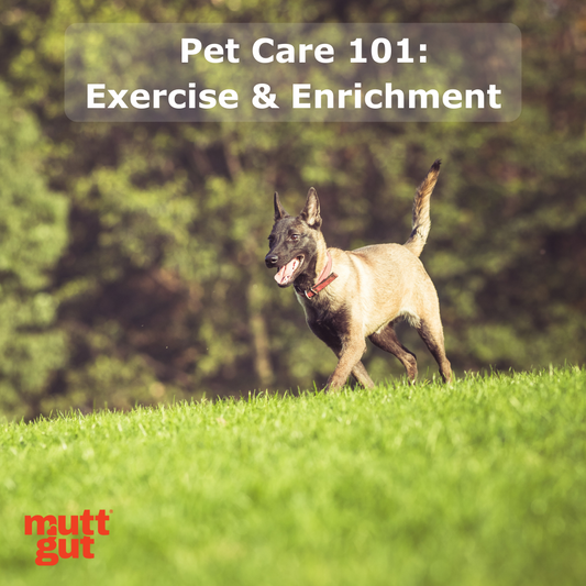 Elevating Your Pet's Well-being: The Power of Exercise and Enrichment