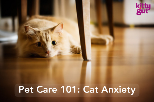 The Gut-Anxiety Connection in Cats: What You Need to Know