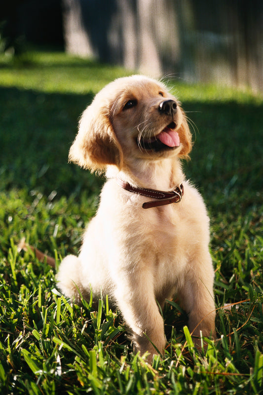 Understanding Dog Years: Why Pet Health is Crucial as They Age Faster Than Us