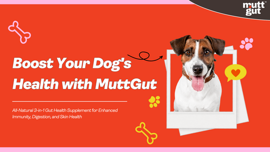 Why a Healthy Gut is the Key to Your Dog’s Wellness: How MuttGut Can Help