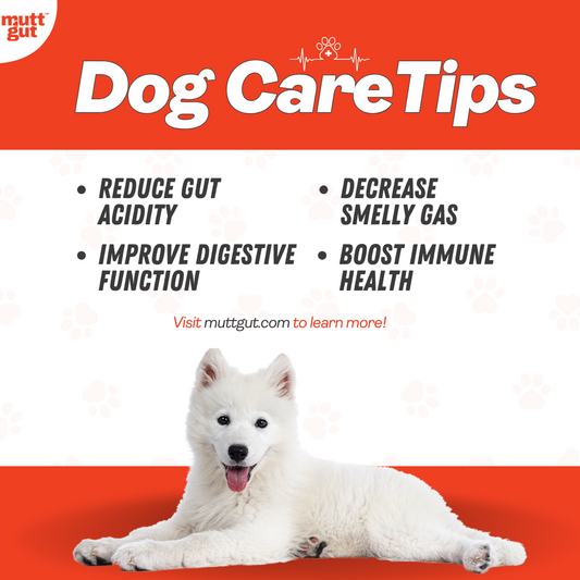 Understanding and Managing Your Dog’s Allergies