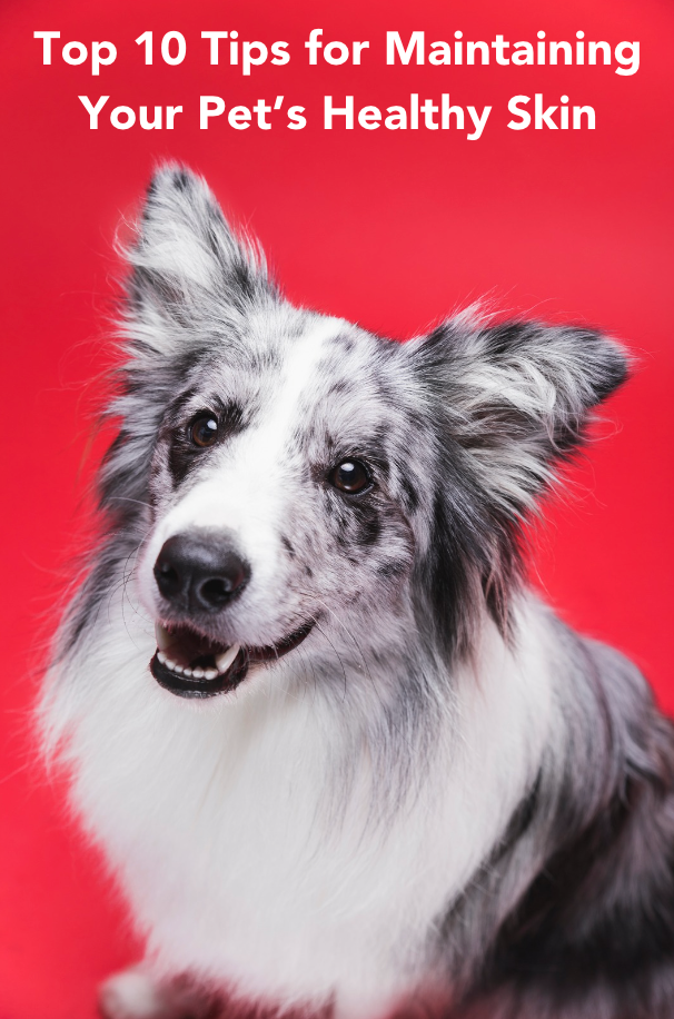 Top 10 Tips for Maintaining Your Pet’s Healthy Skin