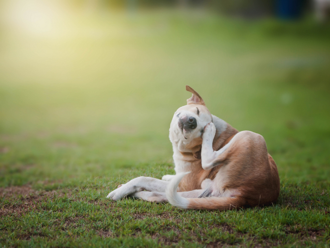 dog scratching from allergies