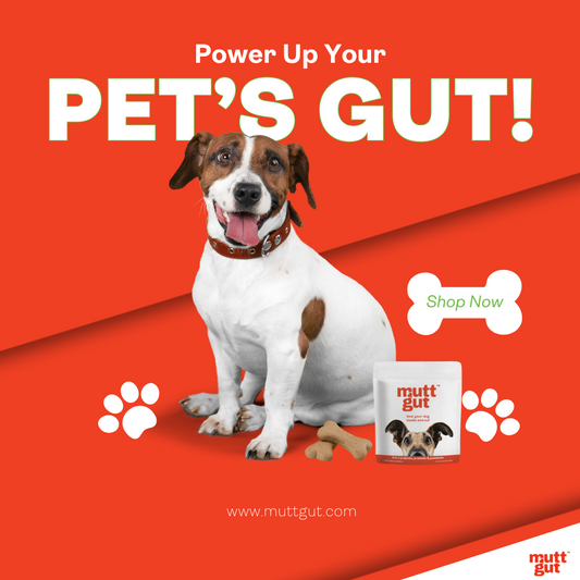 The Essential Guide to Dog Gut Health and Why It Matters