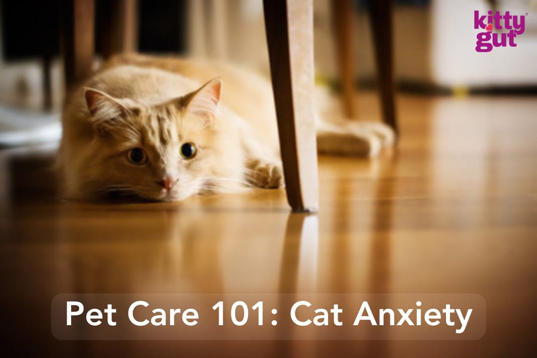 The Gut-Anxiety Connection in Cats: What You Need to Know