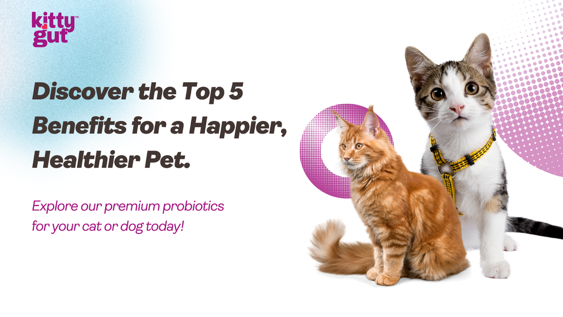 Top 5 Health Benefits of Probiotics for Your Pet