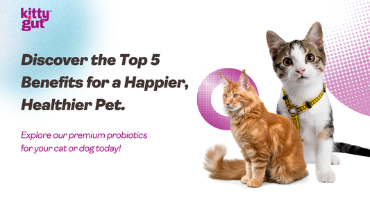 Top 5 Health Benefits of Probiotics for Your Pet