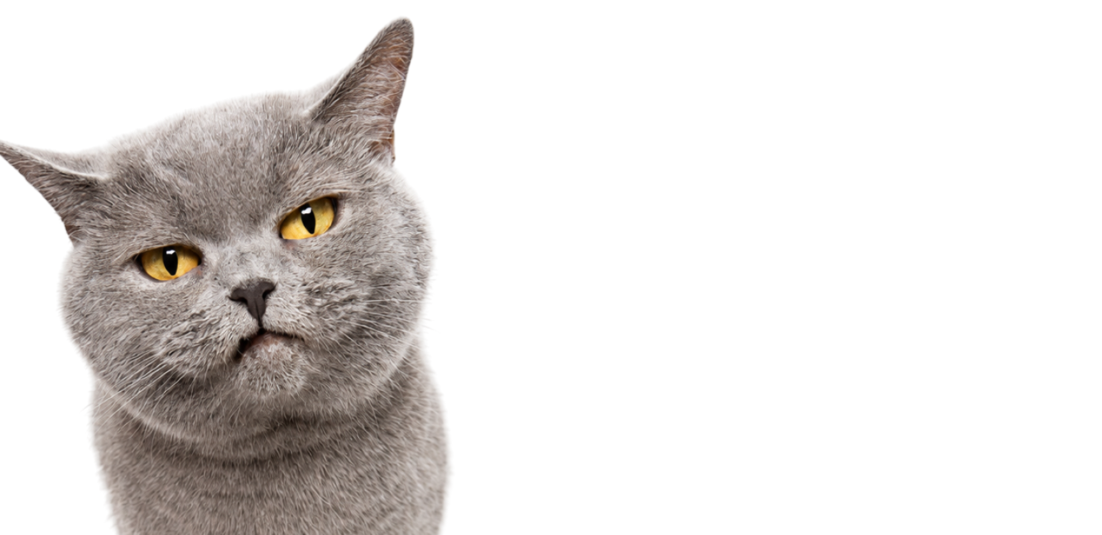 Better Digestion, Happier Cat