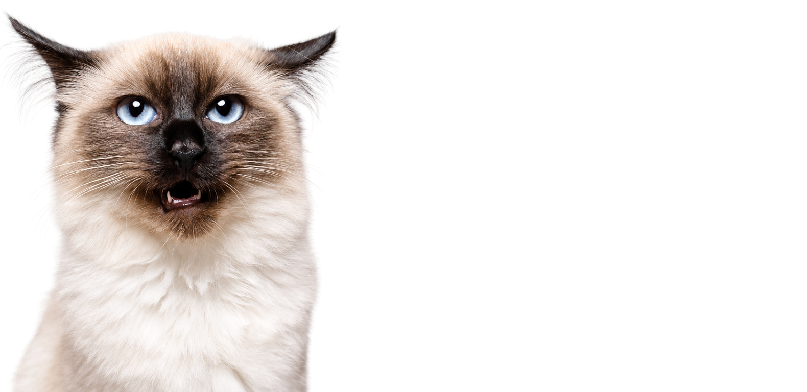Better Digestion, Happier Cat
