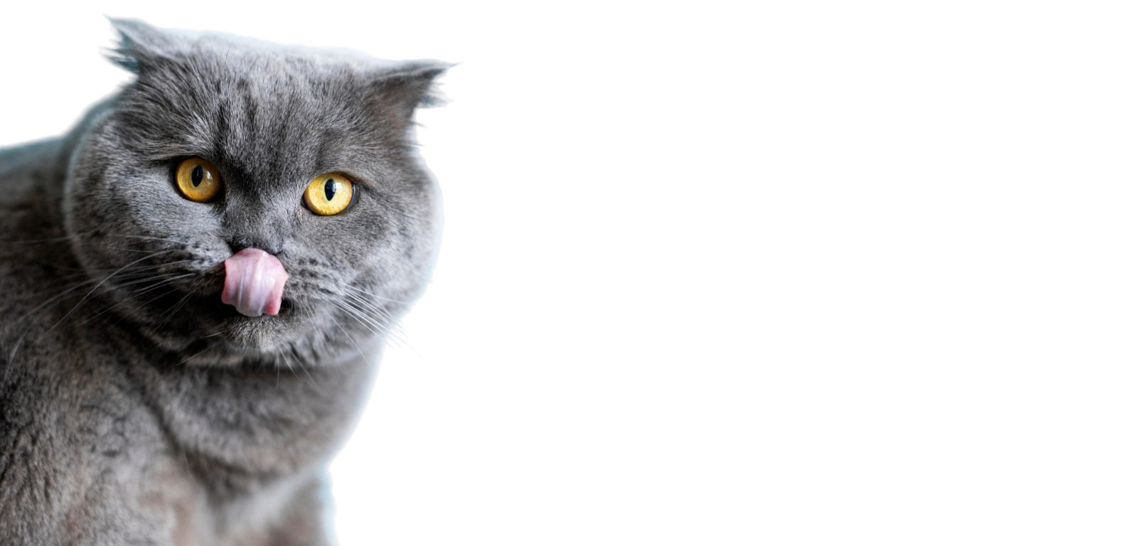 Better Digestion, Happier Cat