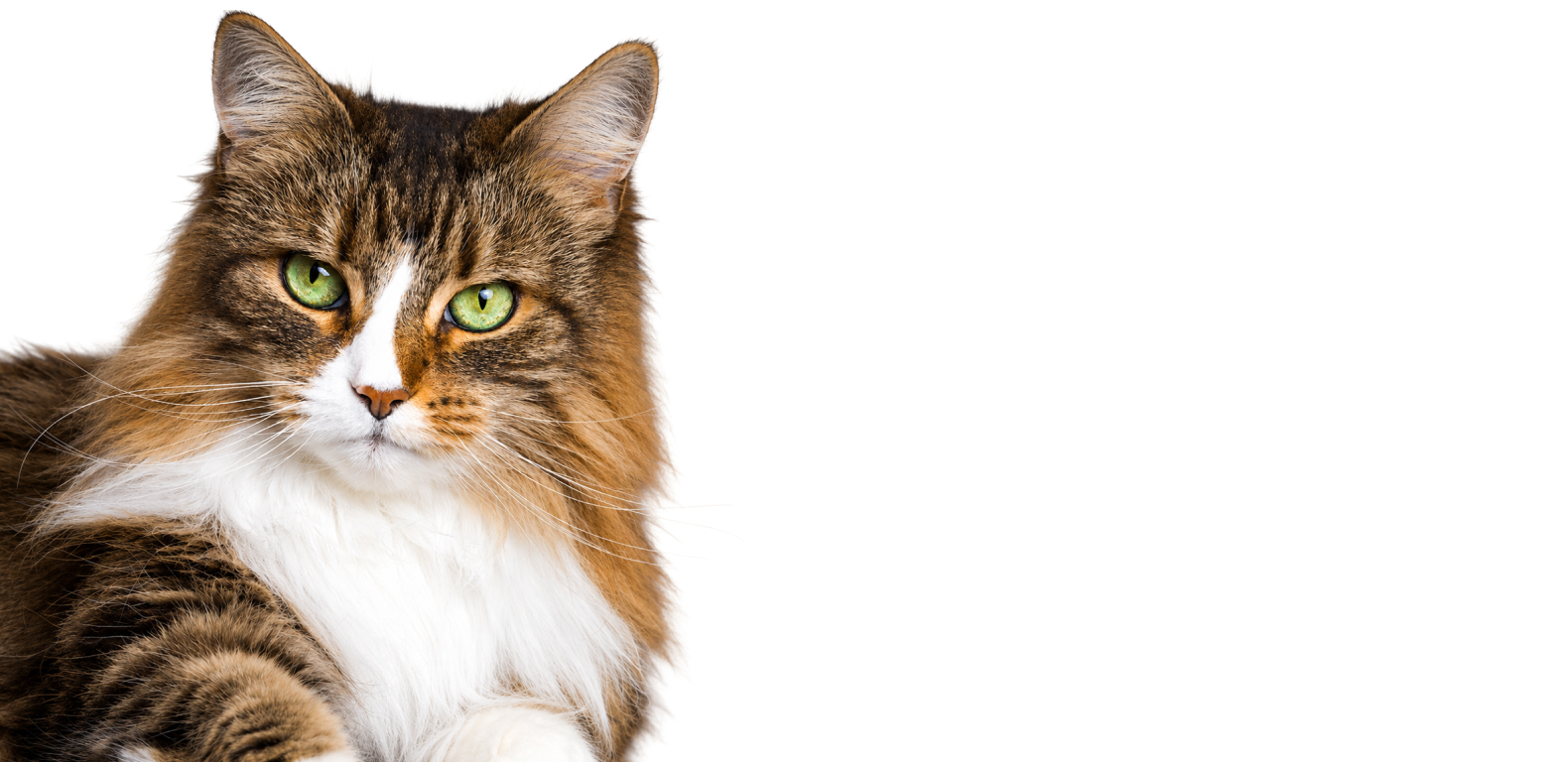 Better Digestion, Happier Cat