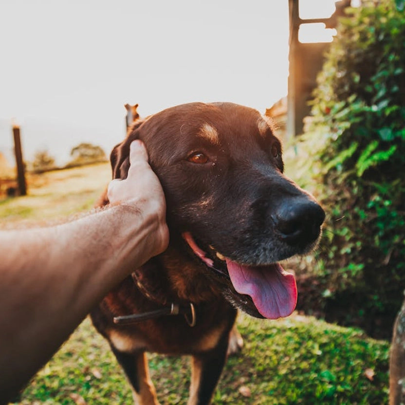 Help for pet