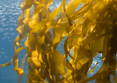 Kelp