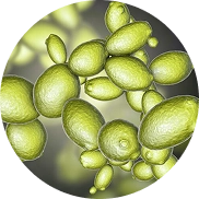 Process step details